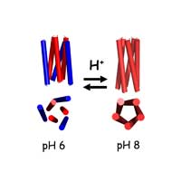 A De Novo Designed Coiled-Coil Peptide with a Reversible pH-Induced Oligomerization Switch