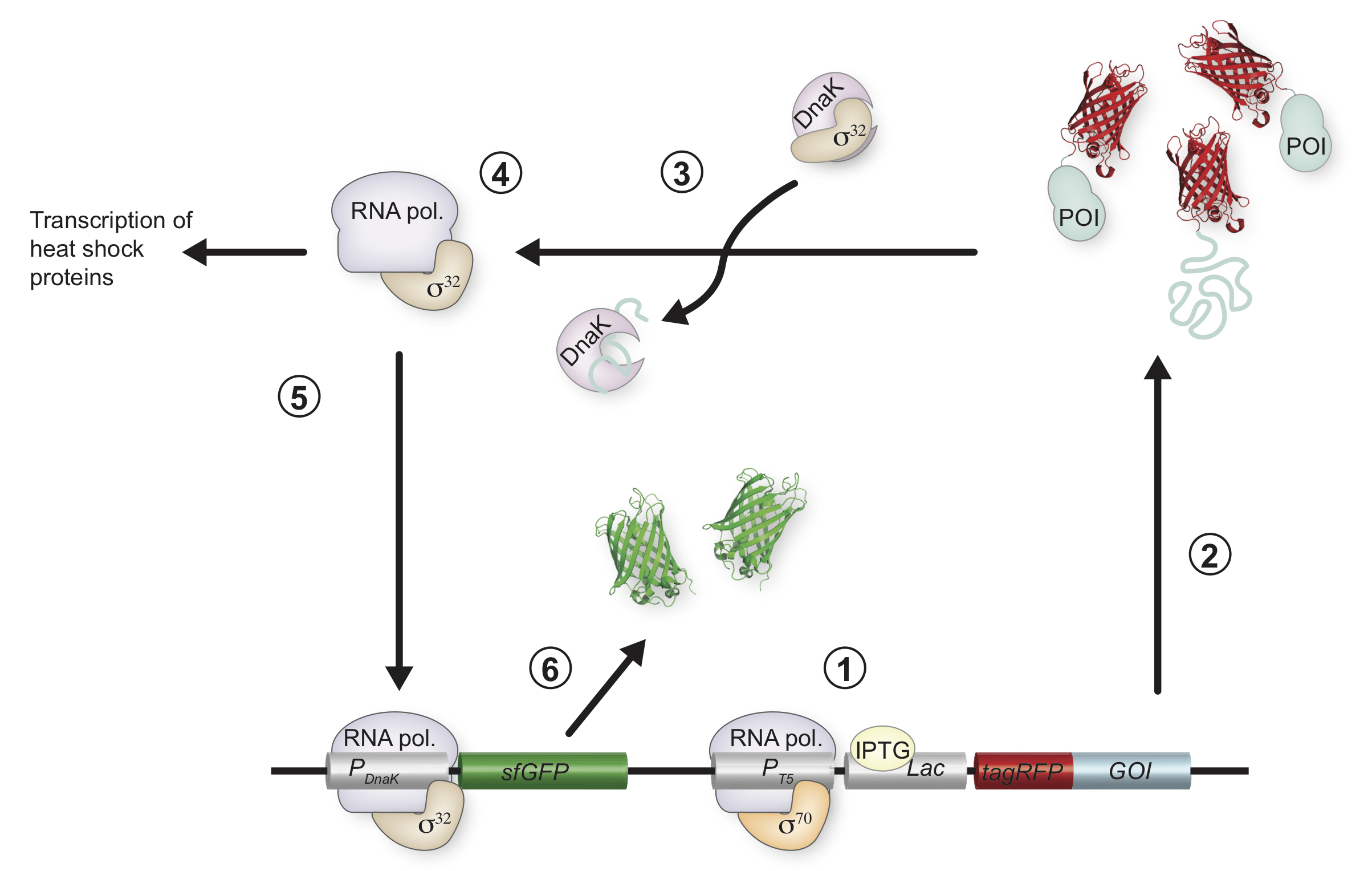 DnaK response to expression of protein mutants is dependent on translation rate and stability