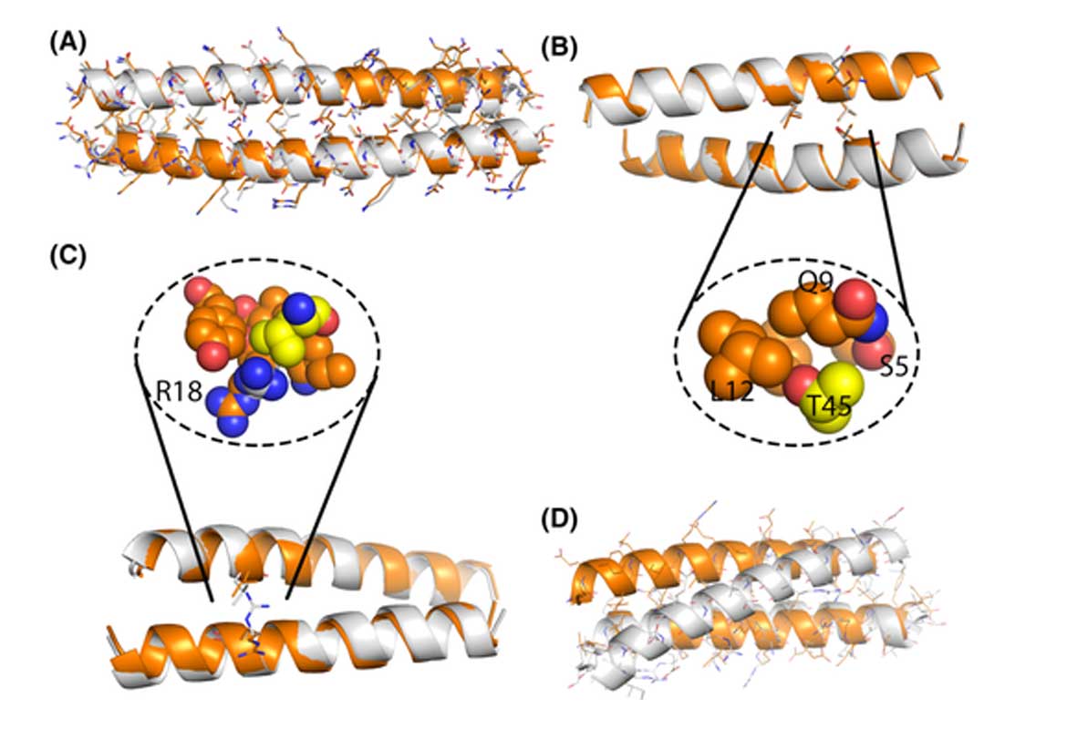 Computational assessment of folding energy landscapes in heterodimeric coiled coils