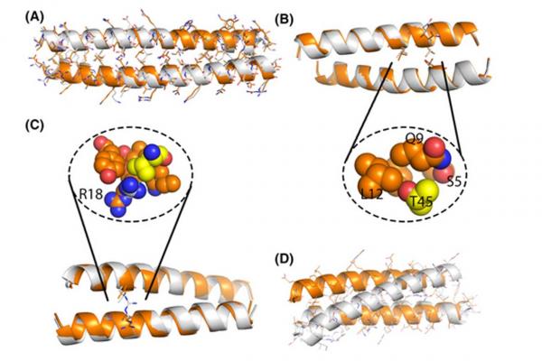 Computational assessment of folding energy landscapes in heterodimeric coiled coils