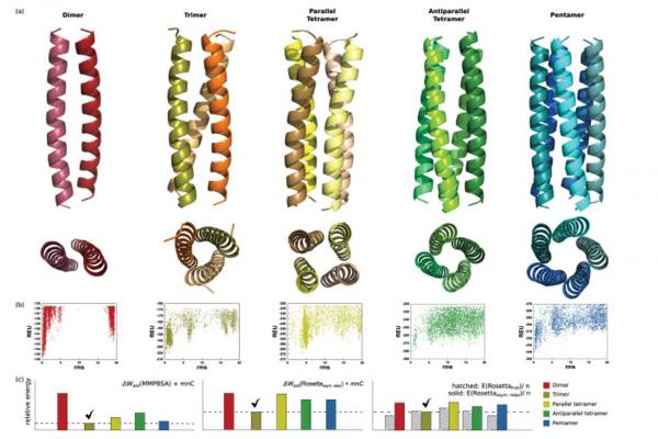 Exploring alternate states and oligomerization preferences of coiled-coils by de novo structure modeling